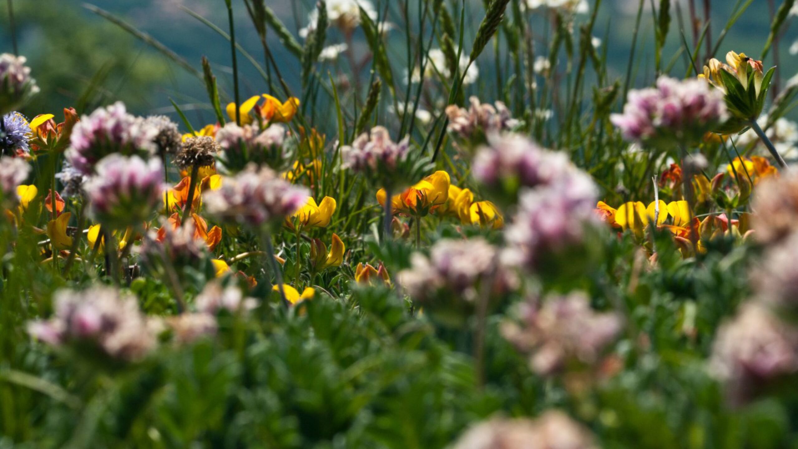Observación de la Flora y Fauna